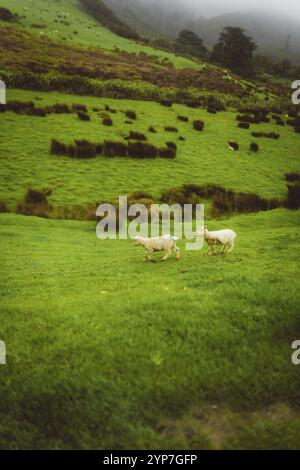 Deux moutons debout sur une prairie verte dans un paysage rural vallonné, Whakariki Beach, Nouvelle-Zélande, Océanie Banque D'Images