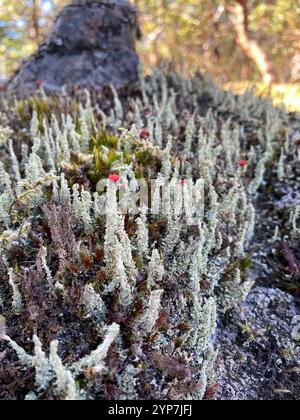 Soldats jouets (Cladonia bellidiflora) Banque D'Images