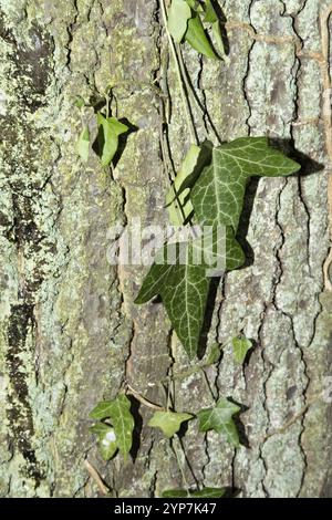 Beau lierre à motifs sur l'écorce d'arbre Banque D'Images