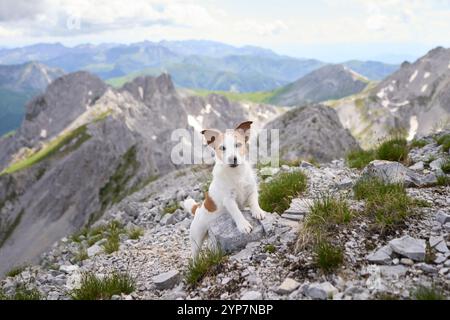 Un petit chien Jack Russell Terrier est assis calmement sur une pente rocheuse avec des montagnes escarpées offrant une toile de fond magnifique. Le moment serein capture le Banque D'Images