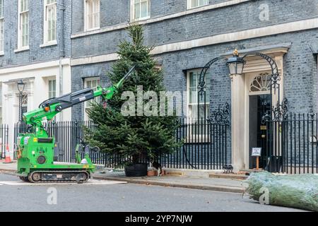 Londres, Royaume-Uni, 28/11/2024, 10 Downing Street, Londres, ROYAUME-UNI. 28 novembre 2024. Le sapin de Noël de Downing Street est érigé. Crédit : Amanda Rose/Alamy Live News Banque D'Images