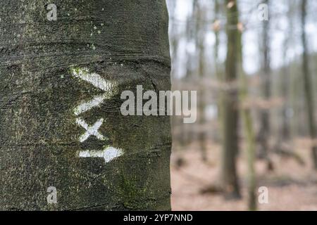 Arbre avec marqueur de sentier dans la forêt Banque D'Images