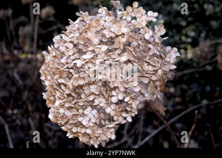 Gros plan d'une fleur d'hortensia séchée avec une teinte brune Banque D'Images