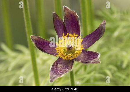 Belle fleur d'une Pasque Fleur Pulsatilla vulgaris Banque D'Images