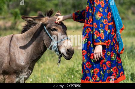 Âne avec Halter de corde bleue et personne en robe colorée. Yuruk dame, portant une tenue folklorique traditionnelle. Toucher doux. Lien humain et animal. Banque D'Images
