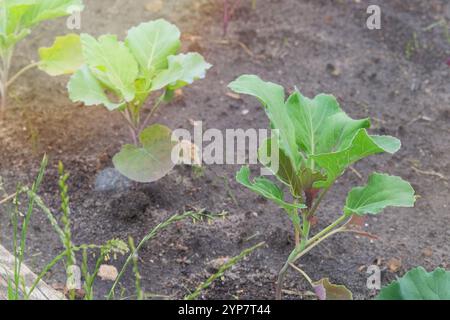 Les semis de chou sont plantés dans le jardin du village. Culture de légumes dans le jardin de la ferme. Journée ensoleillée. Banque D'Images