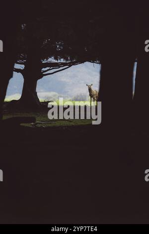 Un cerf se tient dans une tache de lumière entre des arbres sombres, Wanaka, Nouvelle-Zélande, Océanie Banque D'Images