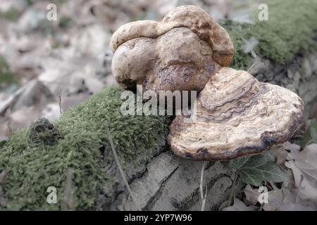 Grands champignons sur une bûche couverte de mousse, mettant en valeur la décomposition naturelle dans un cadre forestier Banque D'Images
