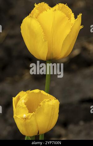 Fleur d'une belle tulipe jaune Banque D'Images