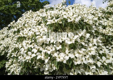 Belle floraison blanc grand arbuste Cornus alba Banque D'Images