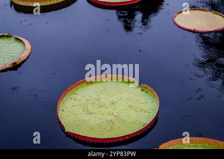 Victoria amazonica est une espèce de plante à fleurs, la deuxième plus grande de la famille des nénuphars Nymphaeaceae Banque D'Images