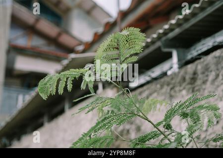 Leucaena leucocephala est un petit arbre mimosoïde à croissance rapide originaire du sud du Mexique et du nord de l'Amérique centrale et est maintenant naturalisé partout en T. Banque D'Images