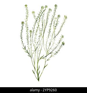 Berger s Pier Kapsella Bursa-pastoris, une plante avec de petites fleurs et des feuilles sur une tige mince. Plante sauvage des champs. Illustration aquarelle Banque D'Images