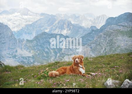 Un chien de la Nouvelle-Écosse Duck Tolling Retriever se détend sur une colline, profitant d'une vue panoramique sur les chaînes de montagnes. Le ciel nuageux et le terrain vert Banque D'Images