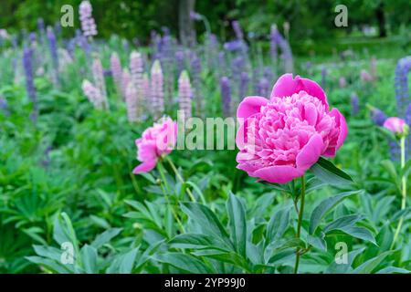 Pivoine d'arbre rose ou pivoine semi-arbuste fleurit dans le jardin d'été. Banque D'Images