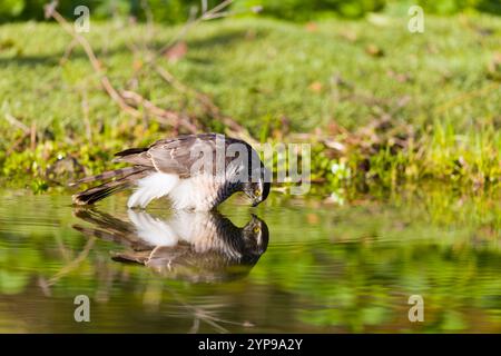 Eurasian sparrowhawk Accipiter nisus, mâle immature buvant, Suffolk, Angleterre, novembre Banque D'Images