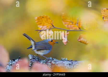 robin Erithacus rubecula, adulte perché parmi le hêtre commun Fagus sylvatica, feuilles de couleur automnale, Suffolk, Angleterre, novembre Banque D'Images