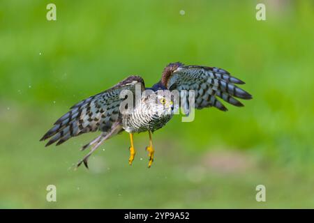 Eurasian sparrowhawk Accipiter nisus, vol mâle immature, Suffolk, Angleterre, novembre Banque D'Images