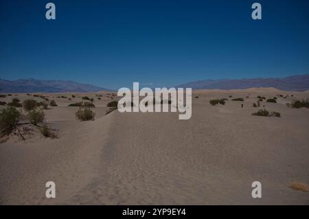 Dunes vallonnées de Mesquite Flat dans le parc national de la Vallée de la mort Banque D'Images