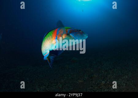 Un poisson coloré prend un tour avec le fond bleu marine. Banque D'Images