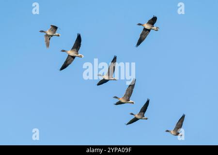 OIE à pieds roses, Anser brachyrhynchus, troupeau d'oiseaux en vol au-dessus de Cley, Norfolk, Royaume-Uni, 26 novembre 2024 Banque D'Images