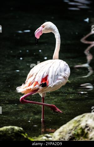 Un flamant rose gracieux se tient sur une jambe en eau peu profonde, mettant en valeur son plumage rose saisissant. La lumière du soleil se reflète sur l'eau, créant une atmosphère sereine dans son habitat naturel. Banque D'Images