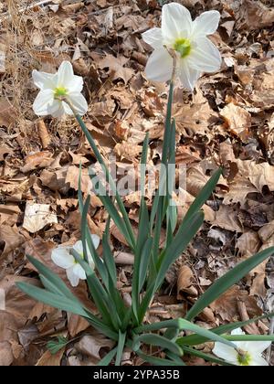 Nonesuque jonquille (Narcissus × incomparabilis) Banque D'Images