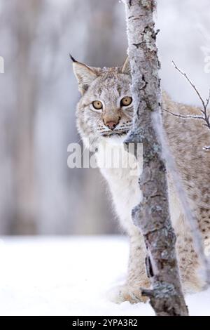 Lynx eurasien regardant derrière un arbre dans la forêt enneigée Banque D'Images