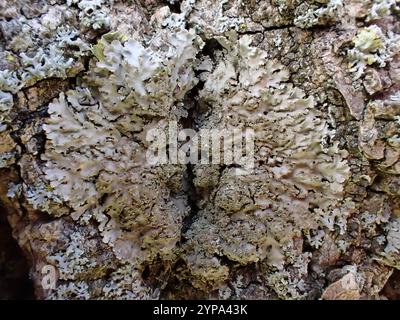 Lichen givré gris (Physconia grisea) Banque D'Images