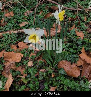 Nonesuque jonquille (Narcissus × incomparabilis) Banque D'Images