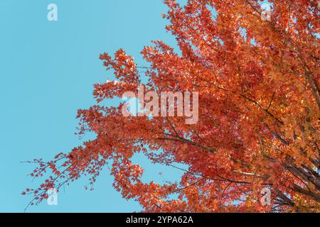 Feuilles d'automne éclatantes contre ciel bleu clair Banque D'Images