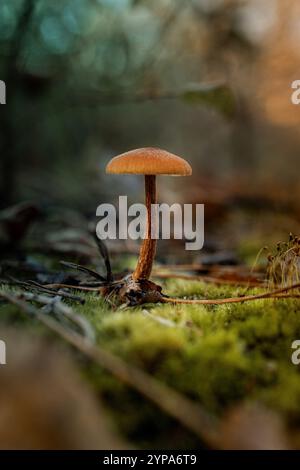 Champignon d'automne solitaire sur le sol de la forêt de Mossy Banque D'Images