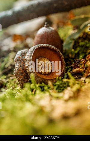 Gros plan d'une casquette de glands sur Mossy Forest Floor Banque D'Images