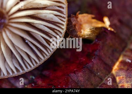 Gros plan des branchies champignon sur la feuille d'automne rouge Banque D'Images