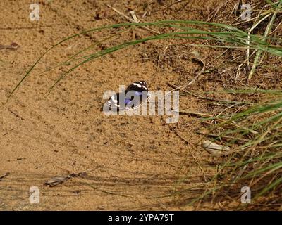 Pensée bleu foncé (Junonia oenone) Banque D'Images