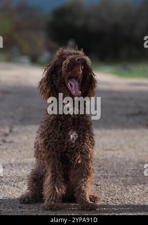 Un chien brun avec une grande bouche est assis sur le sol Banque D'Images