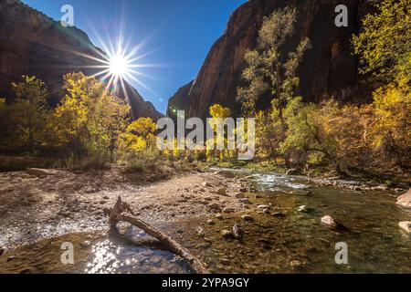 Les couleurs automnales recouvrent le parc national de Zion lorsque le soleil se lève, illuminant les arbres dorés et se reflétant sur la paisible Virgin River. Banque D'Images