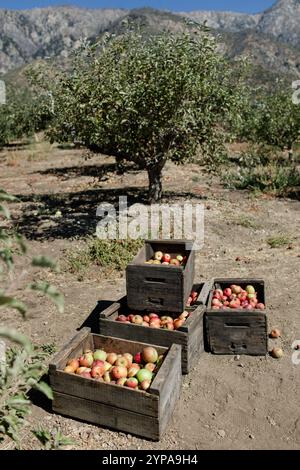 Caisses en bois empilées remplies de pommes fraîchement cueillies dans le verger. Banque D'Images