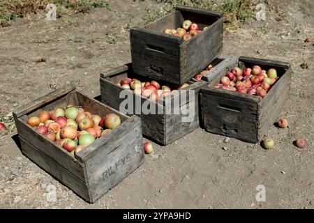 Caisses en bois remplies de pommes fraîchement cueillies sur un sol sec Banque D'Images