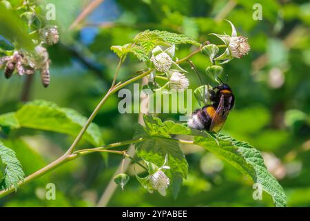 Un bourdon recueille le nectar des fleurs de framboises Banque D'Images