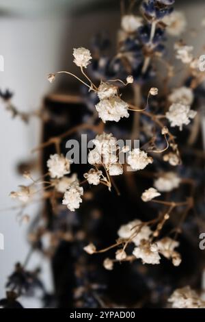fleurs blanches de gypsophila de près Banque D'Images