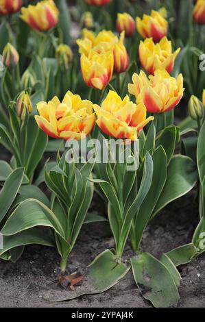Jaune et rouge Double tulipes tardives (Tulipa) Ophelia avec des feuilles variégées fleurissent dans un jardin en avril Banque D'Images