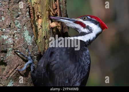 Pic pilé (Dryocopus pileatus, Hylatomus pileatus), mâle buvant sur un tronc d'arbre, portrait mi-long, Canada, Colombie-Britannique Banque D'Images