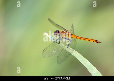 Sympetrum d'Europe de l'est (Sympetrum depressiusculum), jeune mâle assis sur une feuille de roseau, pays-Bas, Overijssel, parc national de Weerribben-Wieden Banque D'Images