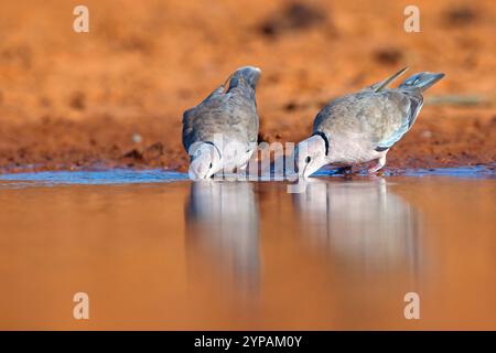 Colombe vinacée (Streptopelia vinacea), deux colombes vinacées debout ensemble dans l'eau peu profonde sur le front de mer et buvant, vue de face, Gambie, Nort Banque D'Images