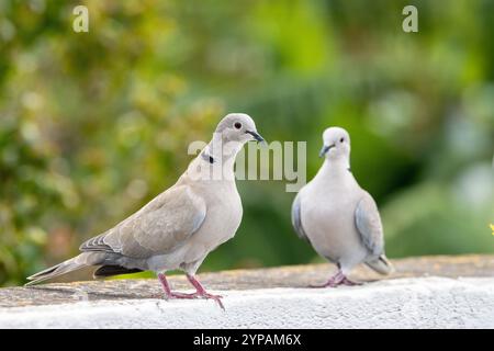 Colombe à col (Streptopelia decaocto), deux pigeons debout sur un mur, Madère, Machico Banque D'Images