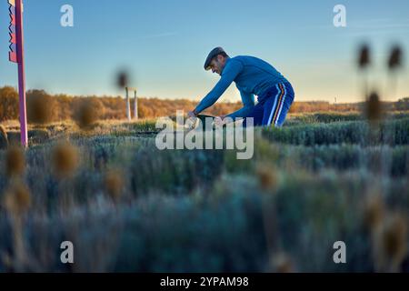 Agriculteur taillant des buissons de lavande sur sa plantation avec un coupe-herbe électrique, préparant la culture pour l'hiver Banque D'Images