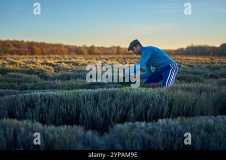 Agriculteur taillant des buissons de lavande sur sa plantation avec un coupe-herbe électrique, préparant la culture pour l'hiver Banque D'Images