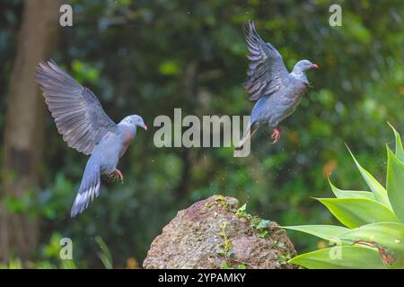 Pigeon trocaz, pigeon laurier de Madère, pigeon à longs orteils (Columba trocaz), deux pigeons volant à la lisière de la forêt, Madère Banque D'Images