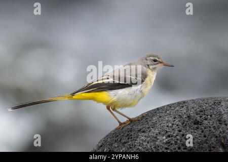 Madère grise Wagtail (Motacilla cinerea schmitzi, Motacilla schmitzi), femme cherche de la nourriture sur la côte atlantique, Madère, Sao Vicente Banque D'Images